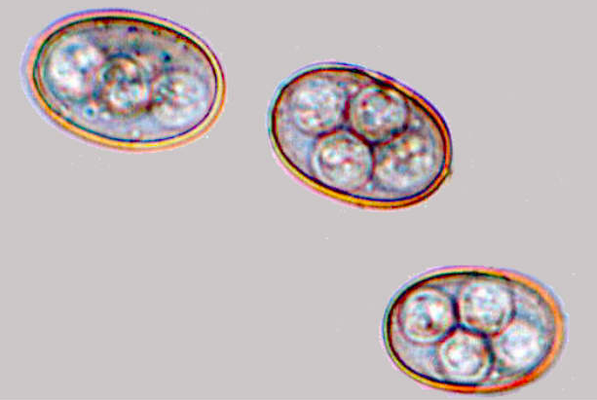 Oocyste sporulé d'Eimeria spp. (http://parasite.org.au/para-site/eimeria/eimeria-oocysts.html)
