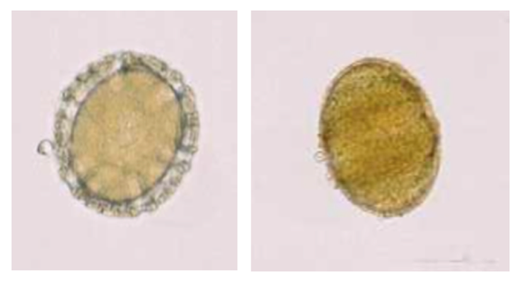 Pollen de basilic (Ocimum basilicum, à gauche) et de sauge (Salvia sclarea, à droite) (Petithory et al., 1995)