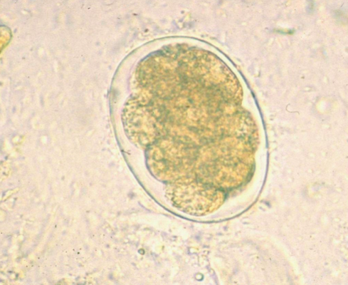 Oeuf d'Oesophagostomum spp. (https://www.researchgate.net/figure/a-Egg-of-O-bifurcum-not-to-be-differentiated-from-that-of-hookworms_fig9_33691095)