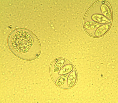 Oocystes sporulés et non sporulés d'Eimeria spp.(https://memorize.com/parasit-lab-quiz-2-2/dslemeraldcity)
