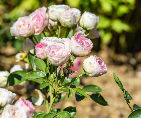 Roses du jardin de Valloires