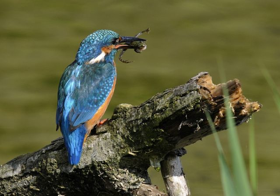 Was futtern die Eisvögel?