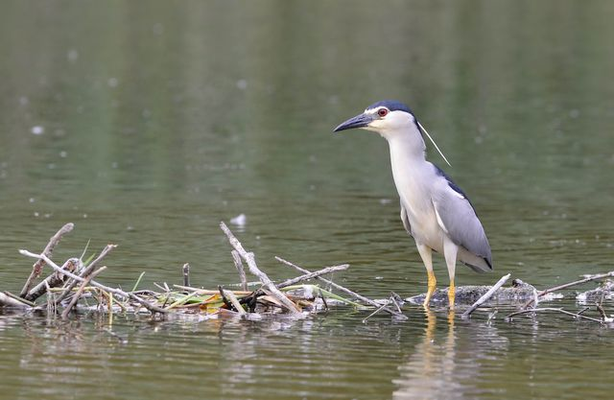 Familie der Reiher: So sehen Nachtreiher als Altvogel aus. Dann sind sie etwa so groß wie Rabenkrähen