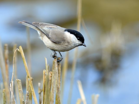 Auch ganz kleine Vögel wie die Sumpfmeise entgehen dem geübten Blick des Fotografen nicht