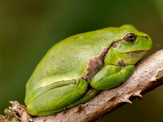 Laubfrosch © NABU/W.Rusch