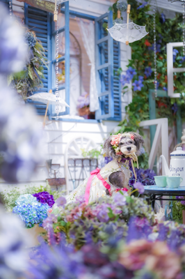 『Summer garden』