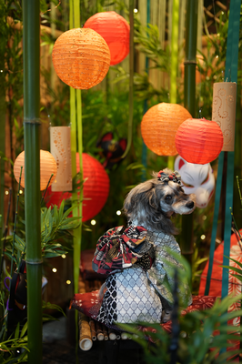『Bamboo grove』