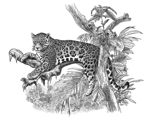 Benjamin von Eckartsberg - Illustration für IKACoffe Verpackung - Kunde: G.C. Breiger