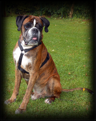 Titus von Maximilian geb. 07.03.2005 gest. 02.2016 AK: AD, BH, VPG1