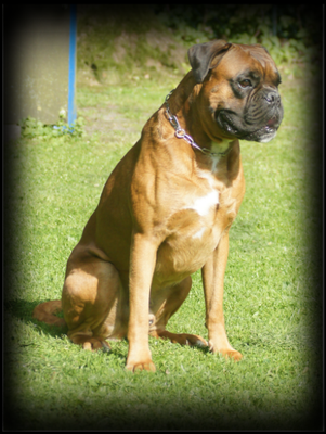 Cain vom Weiten Land geb. 17.10.2009 gest. 09.2016 AK: AD, ZTP, BH, IPO2, FH1