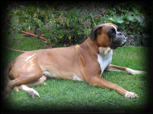 Victoria de Clos de Matisar geb. 28.04.2004 gest. 2014 AK: AD, ZTP, BH, VPG1