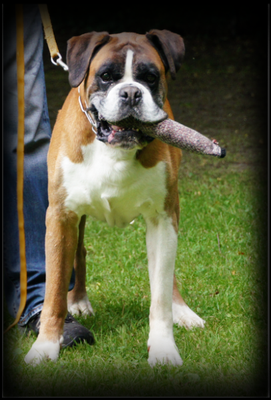 Lennon von Ehra geb. 22.12.2004 gest. 11.2016 AK: BH