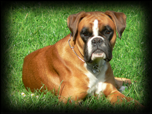 Roxanne von Maximilian geb. 14.04.2004 gest. 05.2008 AK: AD, ZTP, BH
