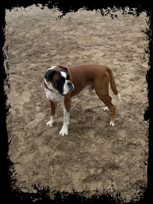 Duke von Elvisona geb. 01.01.2018 gest. 06.2025