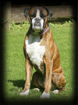 Ted von Maximilian geb. 07.03.2005 gest. 12.2015 AK: AD, BH, VPG A