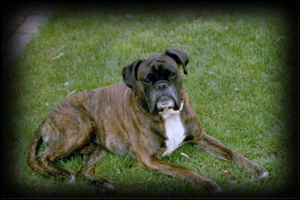 Jacko vom Bickefelder Sprung geb. 26.05.2000 gest. 06.2009 AK: AD, ZTP, BH, VPG2, Obe2