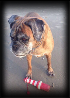 Pepper-Ann vom Weiten Land geb.12.06.2004 gest. 10.2015