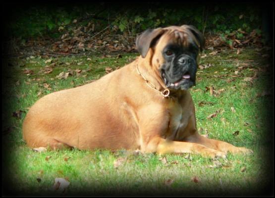Gina vom Silvertbach geb. 26.02.2004 gest. 11.2014 AK: BH