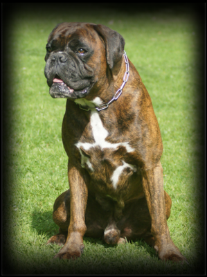 Gerry vom Goldbrunnen geb. 20.03.2005 gest. 08.2016 AK: AD, ZTP, BH, FPr3 