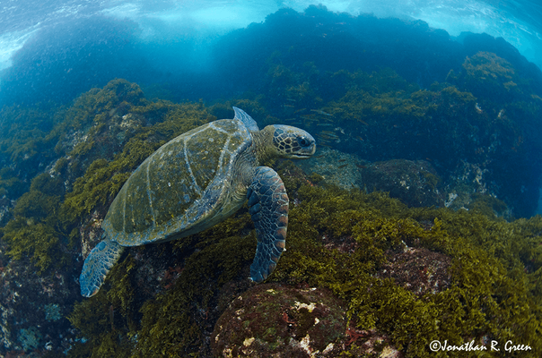 Green sea turtle in the Galapagos
