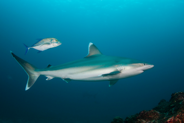 Silvertip shark swimming by in Cocos Island, ©Underseahunter Group