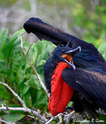 A Great and magnificent Frigate bird with a red chest, they can be found on North Seymour Islands