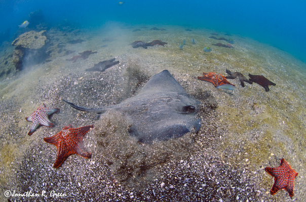 Marble Ray hunting in the sandy sea bottom