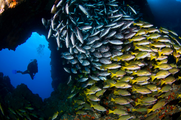 School of fish, ©Underseahunter Group