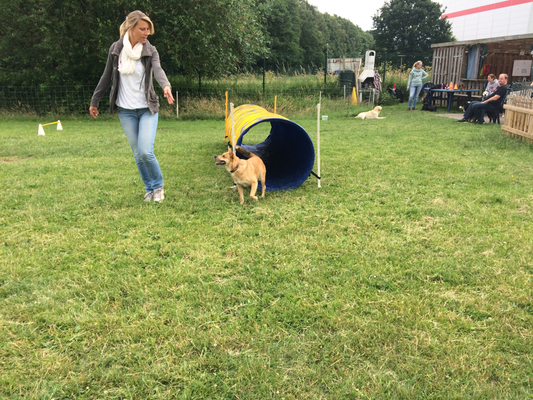 Schnell durch den Agility Tunnel