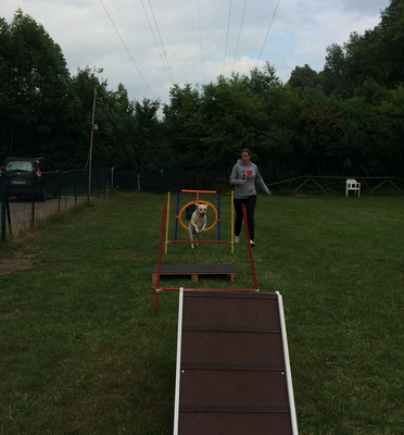 Agility in der Hundeschule Familien-Tiere.