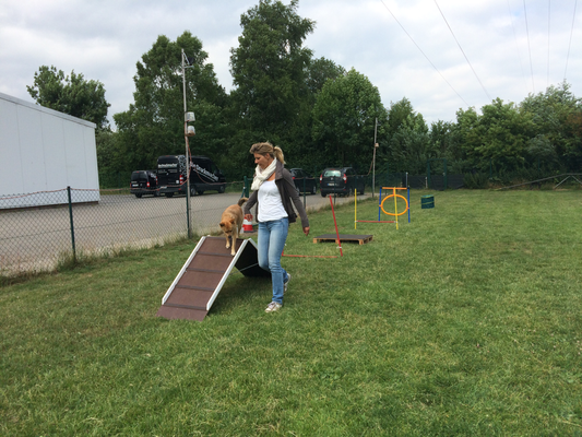 Agility in der Hundeschule Familien-Tiere.