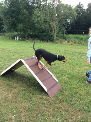 Die A-Wand im Agility ist bei uns etwas kleiner als im Turniersport.