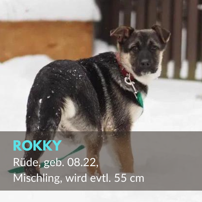 Rokky, Rüde, geb. 08.22