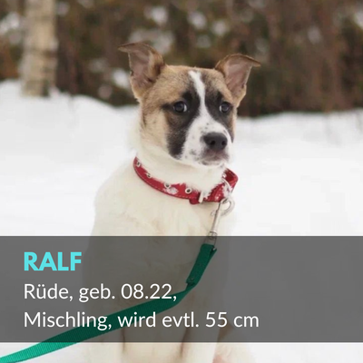 Ralf, Rüde, geb. 08.22