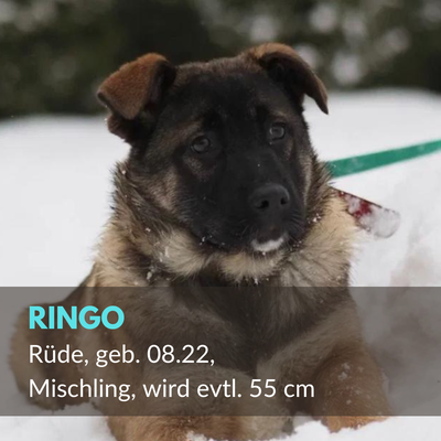 Ringo, Rüde, geb. 08.22