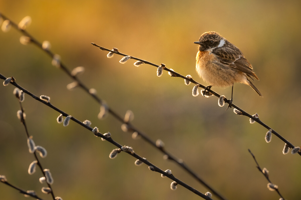 Schwarzkehlchen Weibchen (Saxicola torquatus), Schweiz.