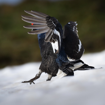 Birkhahn im Anflug 3 (Lyrurus tetrix), Schweiz.