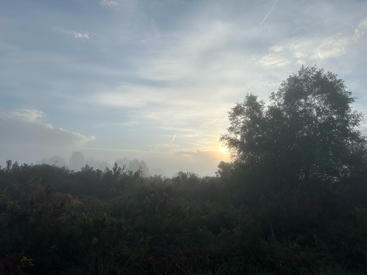 Die Sonne dringt durch den Morgennebel