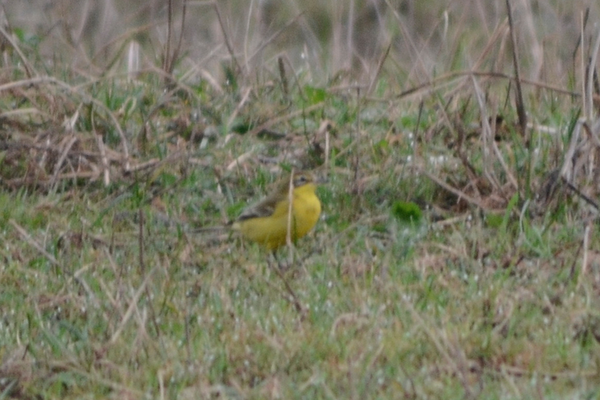 Männchen, Bättwil, 18.09.2015. Vogel mit grünem Opferkopf, gelber Kehle und deutlichen beigem Überaugenstreif.