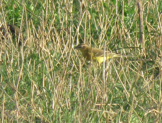 Männchen, Bättwil, 11.09.2015. Vogel mit grünem Opferkopf, gelber Kehle und deutlich gelblichem Überaugenstreif.