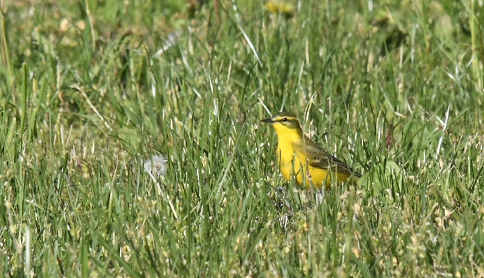 Tessin, Mai 2015: ein flavissima-Männchen (Bild: Jaro)