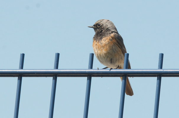 2KJ Hybrid-Rotschwanz, 01.05.2019, Sisseln, AG