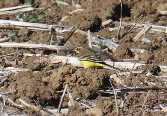 Rodersdorf, 09.092018: Weibchenfarbiger (?) Vogel mit deutlichem gelbem Überaugenstreif (Bild: Dominic).