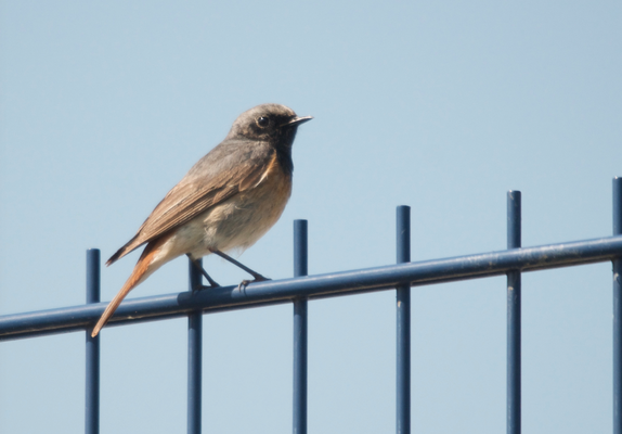 2KJ Hybrid-Rotschwanz, 01.05.2019, Sisseln, AG