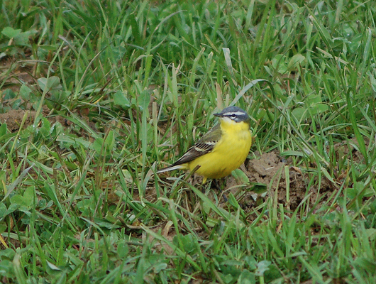 Stein, 16.04.2008: typisch gefärbtes flava-Männchen im Frühling