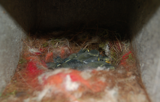Blaumeisen-Nest