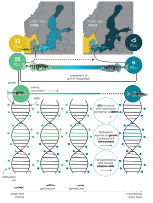 Graphical abstract 