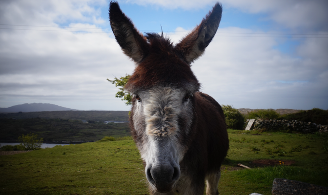 Hillside Lodge - Clifden, Connemara, Galway County, Ireland - Landscape - donkey