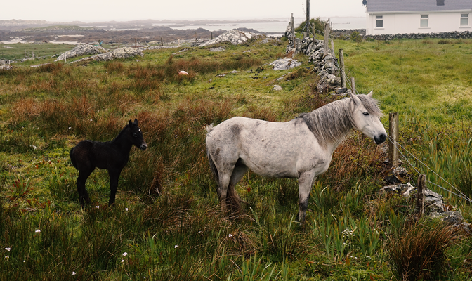 Hillside Lodge - Clifden, Connemara, Galway County, Ireland - Pony