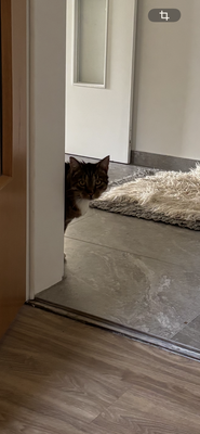 ... der Kater fliegt immer raus, .. gemein! 
